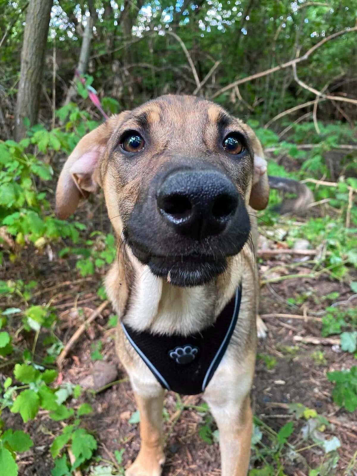Adoption Larson