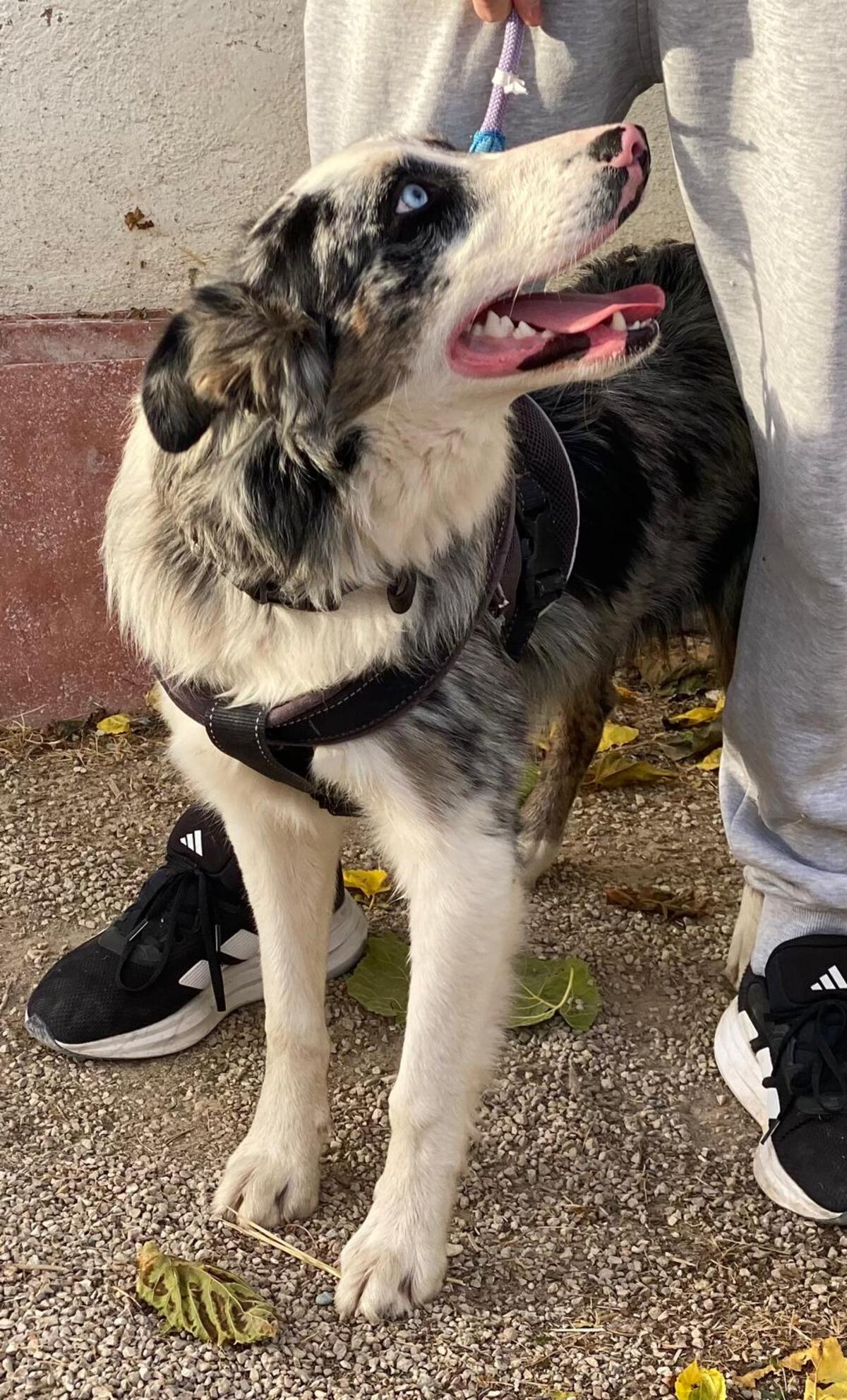 Adoption Pitt