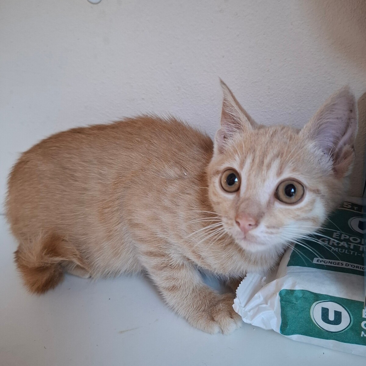 Adoption Biniou