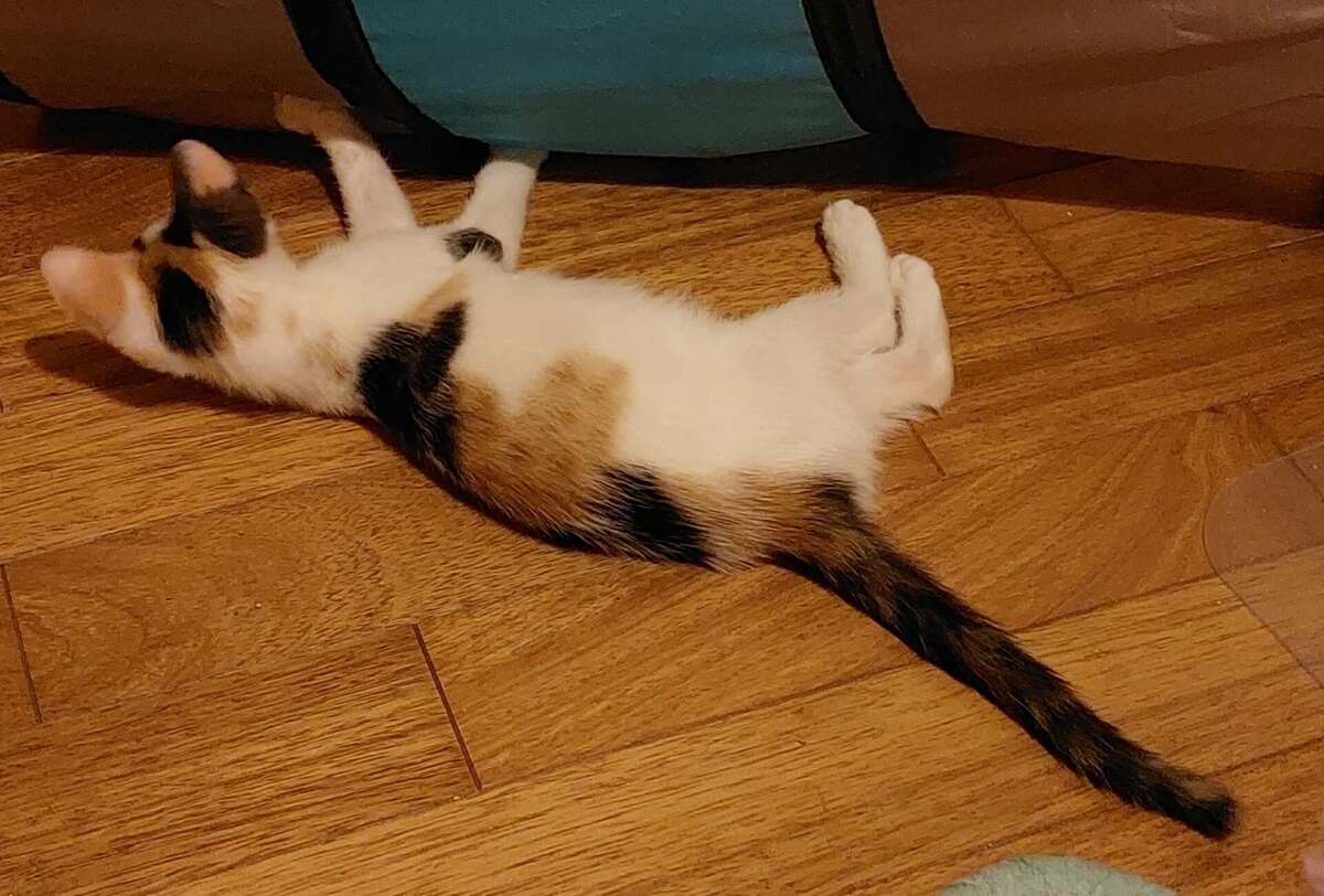 Adoption Brindille