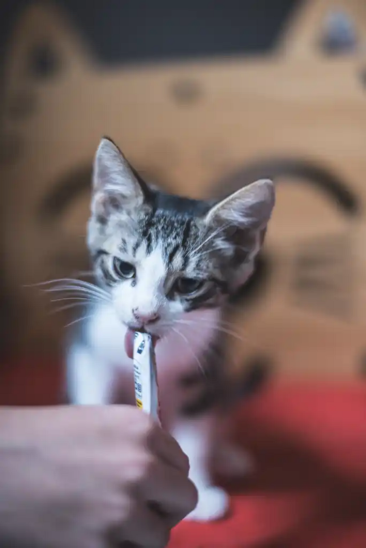 Adoption Bandy