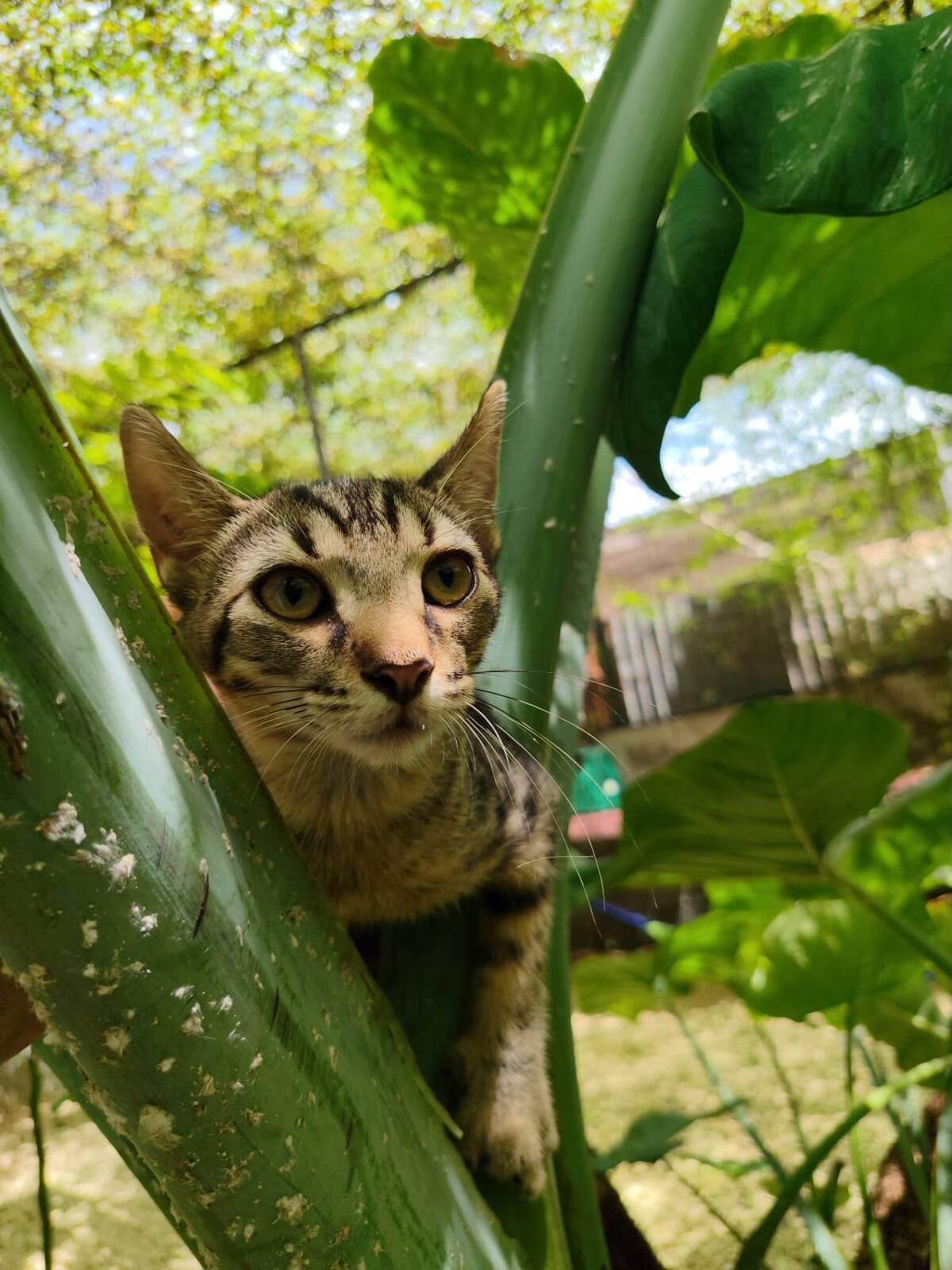 Adoption Bandit