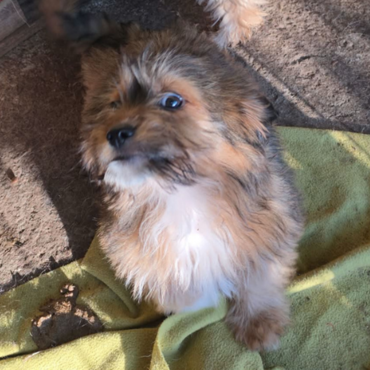 Adoption Scooby