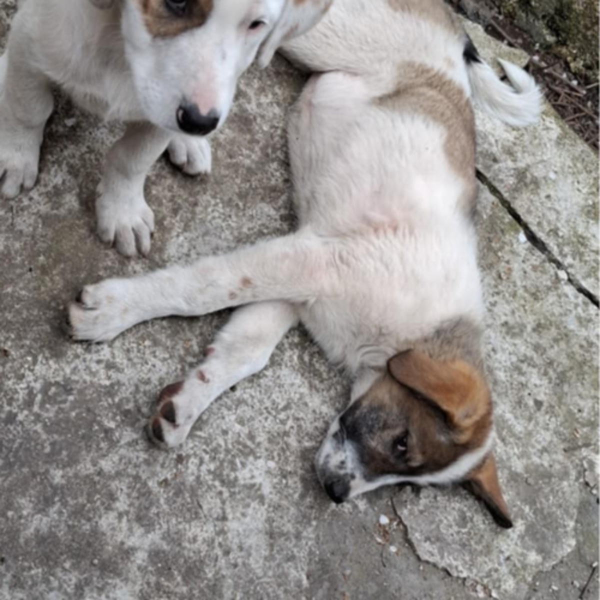 Adoption Lila