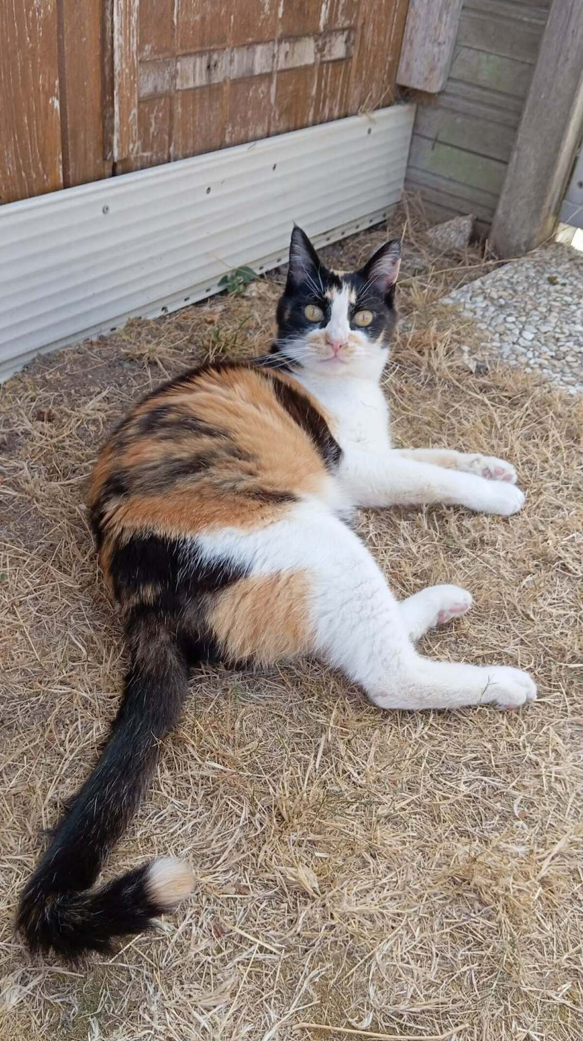 Adoption CLEA