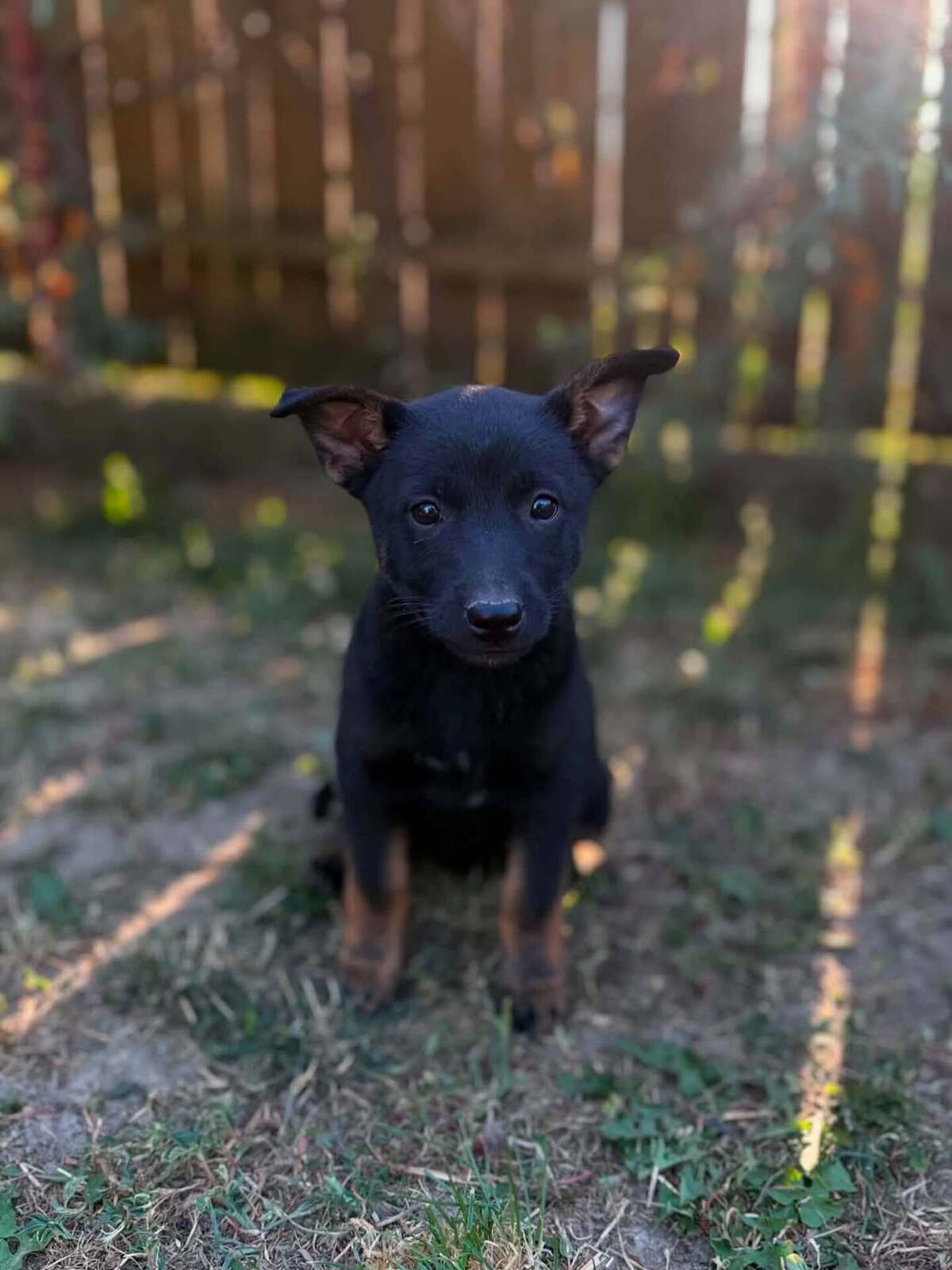Adoption Mikado
