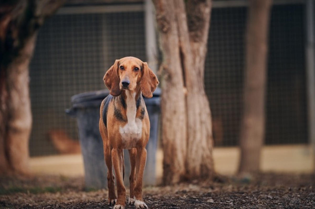 Adoption Queen