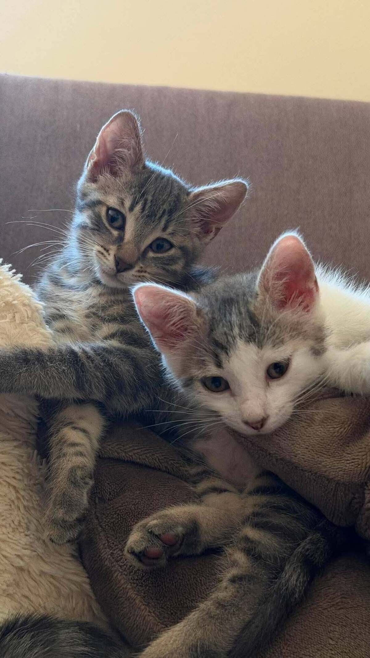 Adoption Lô, Chipie et Asanté