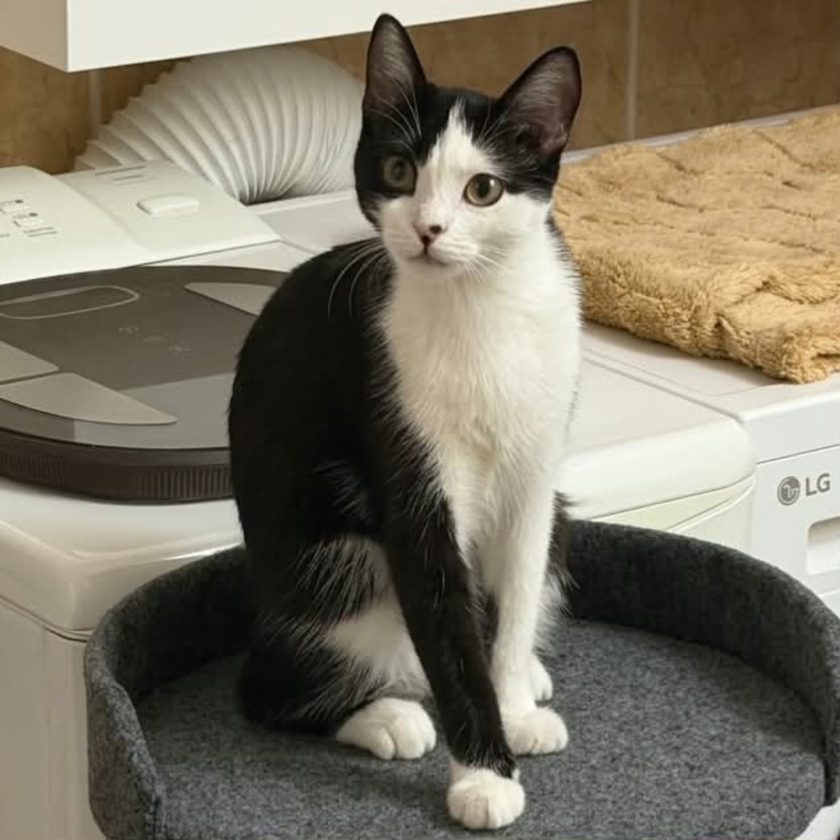 Adoption Naya