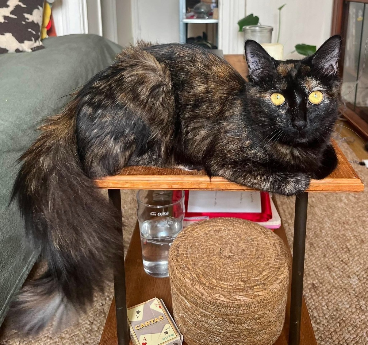 Adoption LEYA