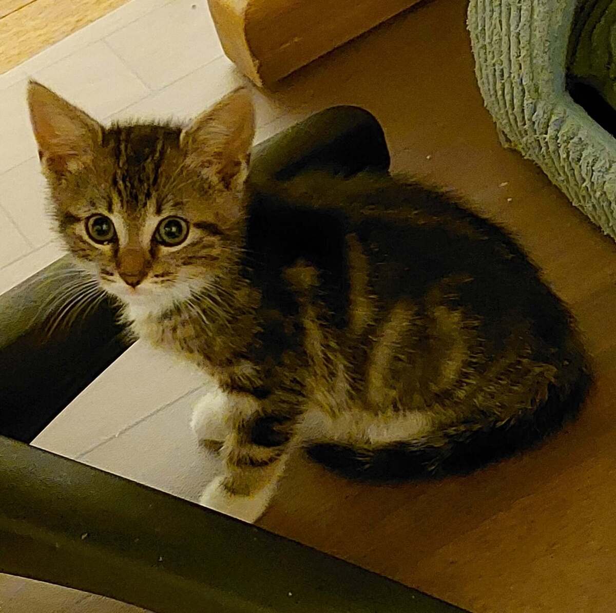 Adoption Bali