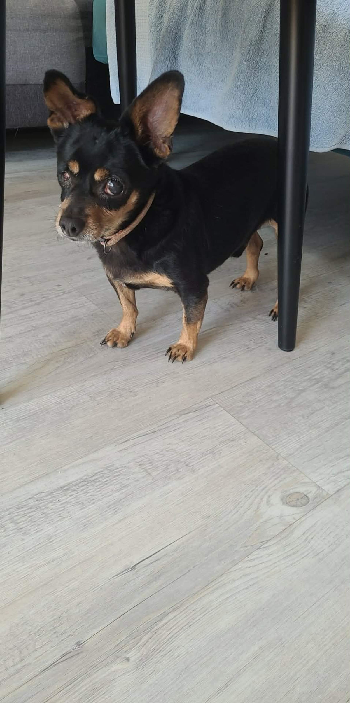 Adoption Gatsu