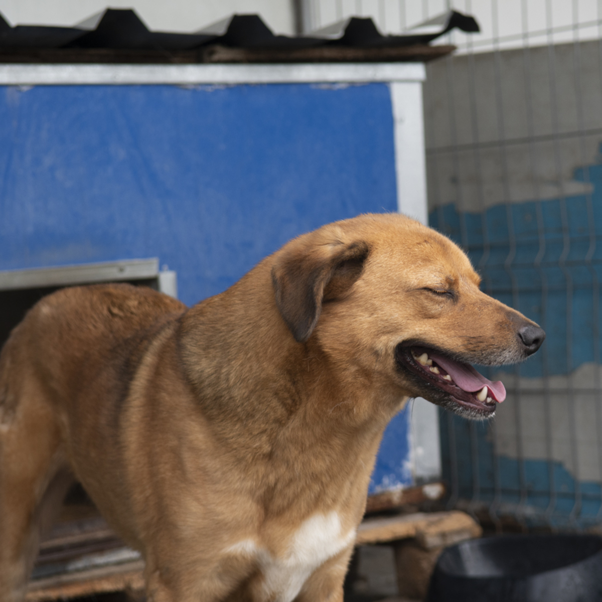 Adoption Eros