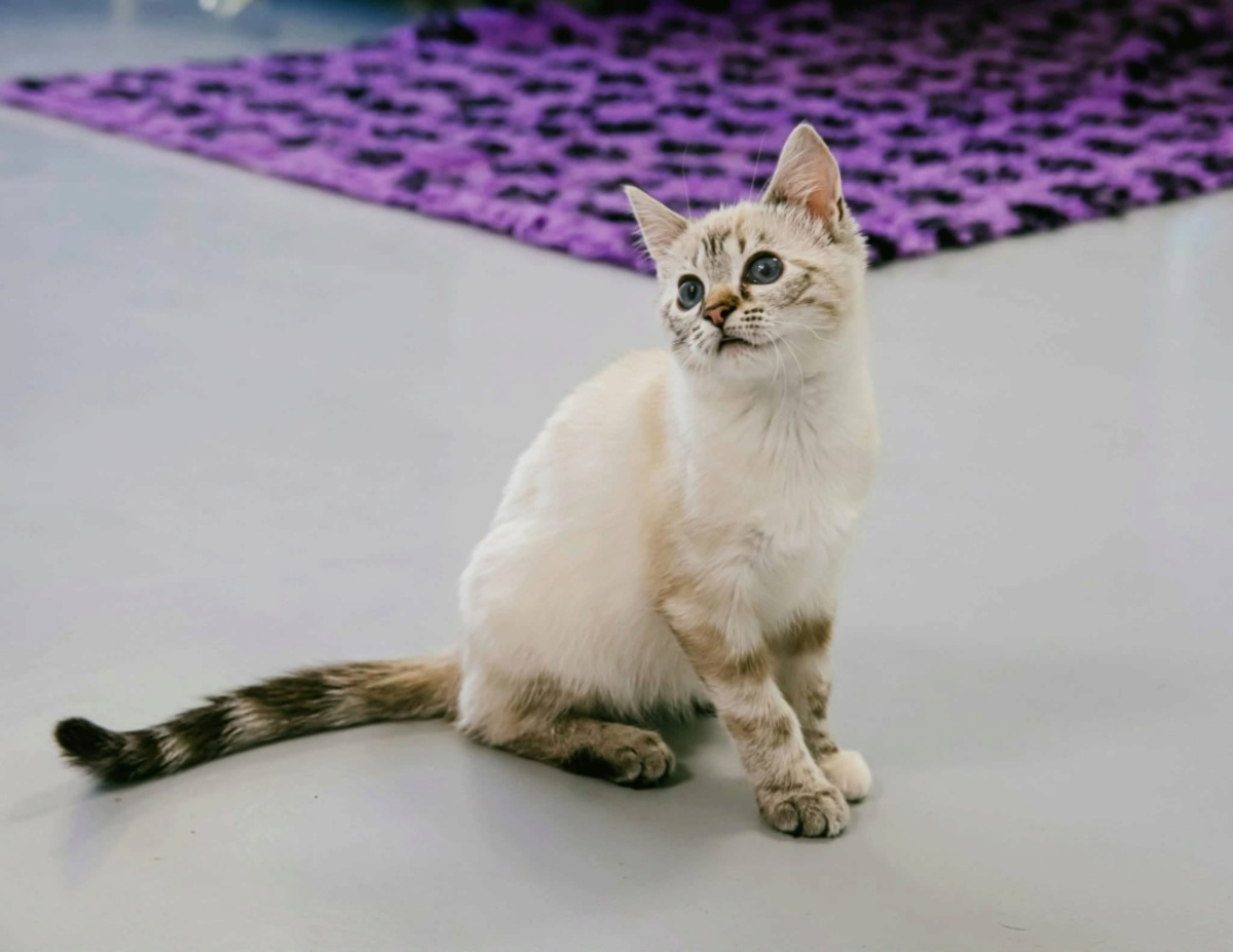 Adoption Hawaï