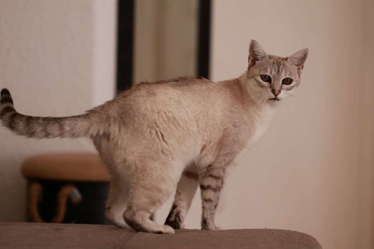 Adoption Alpine