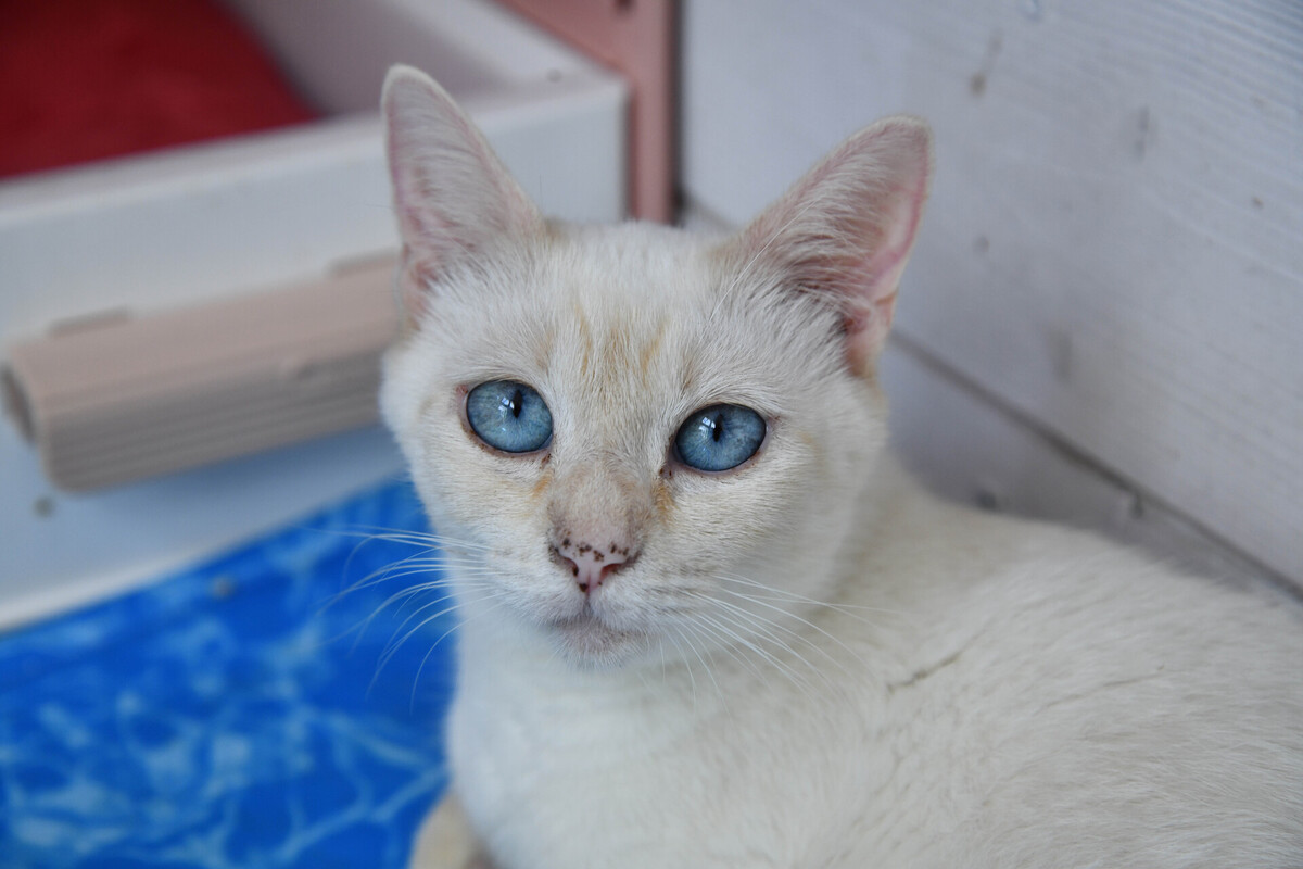 Adoption GALAXIE