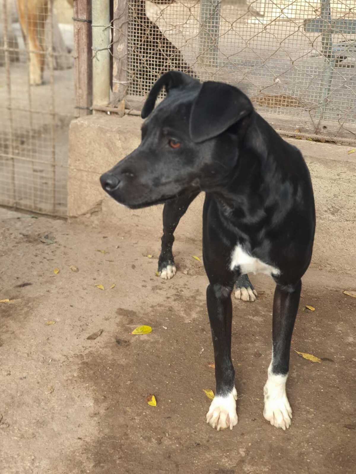 Adoption Helio