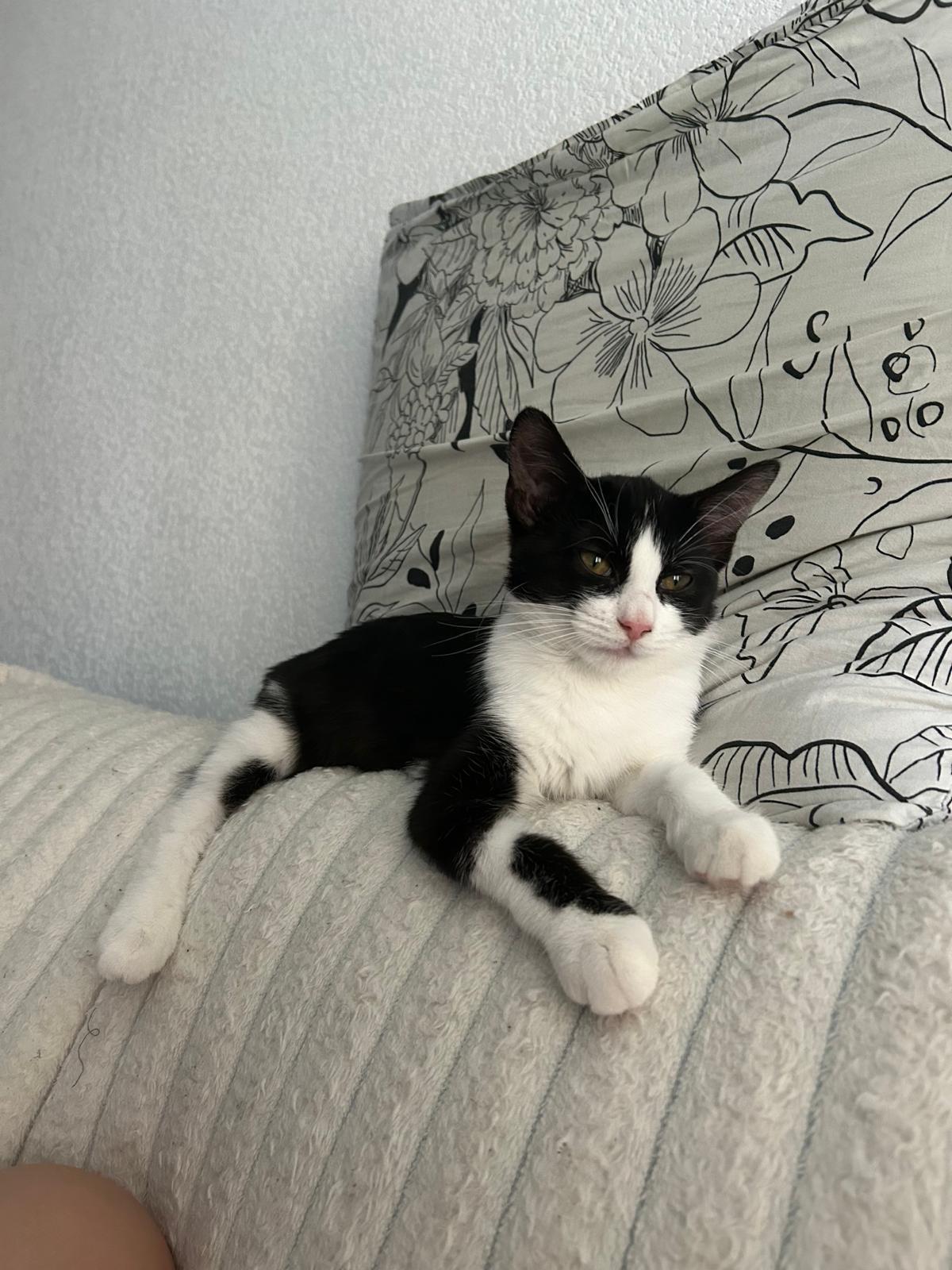 Adoption Fraise