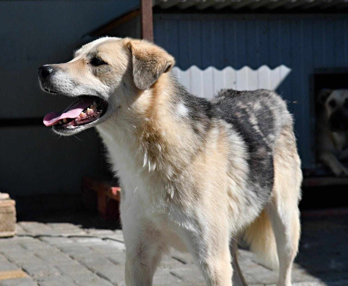 Adoption Ipso