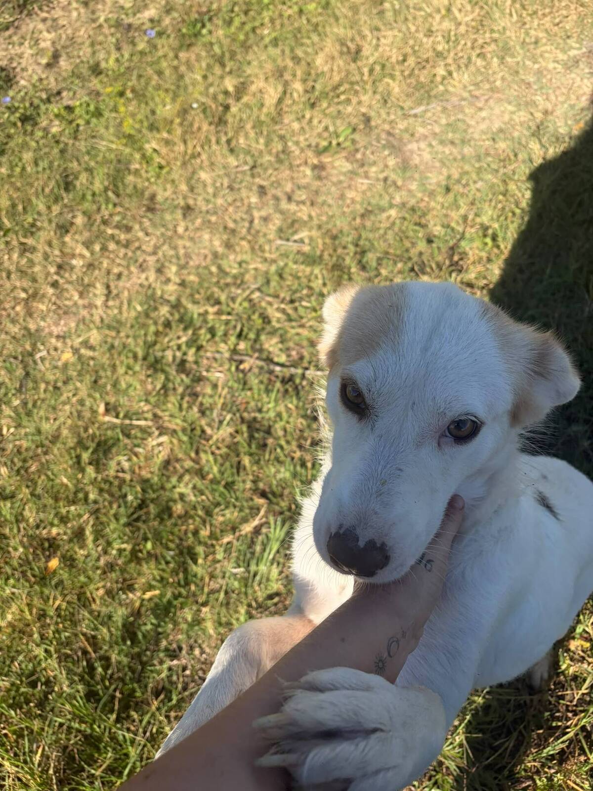 Adoption BELLE