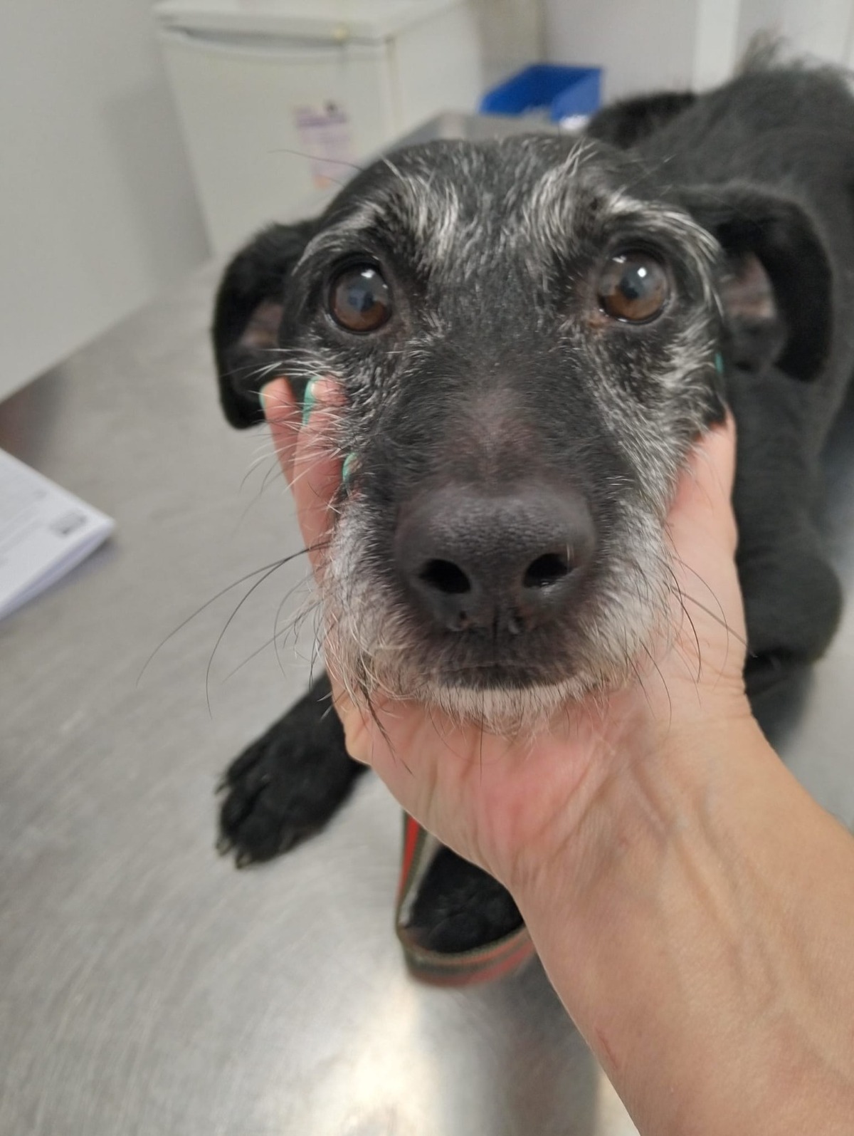 Adoption Bongo