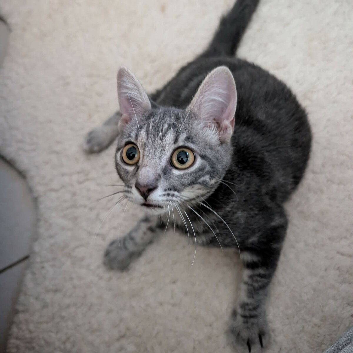 Adoption GRISOU°