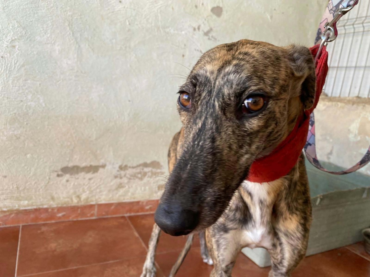 Adoption Mandarina