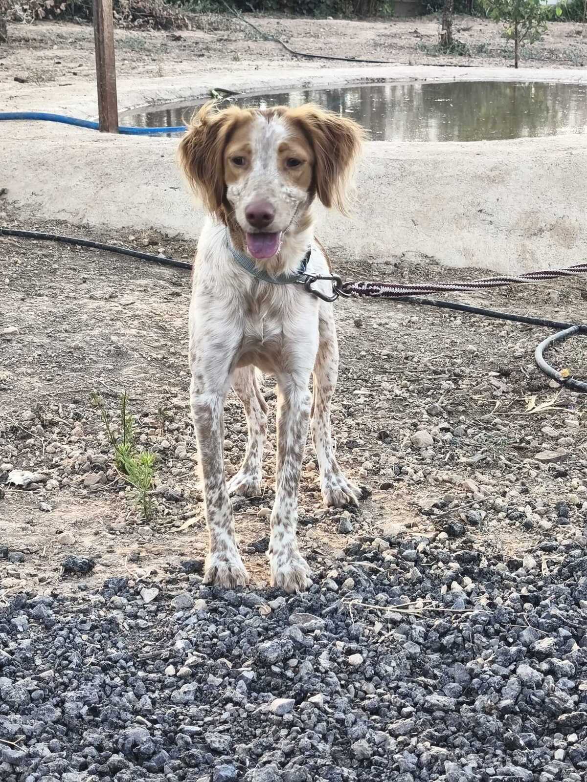 Adoption Scooby