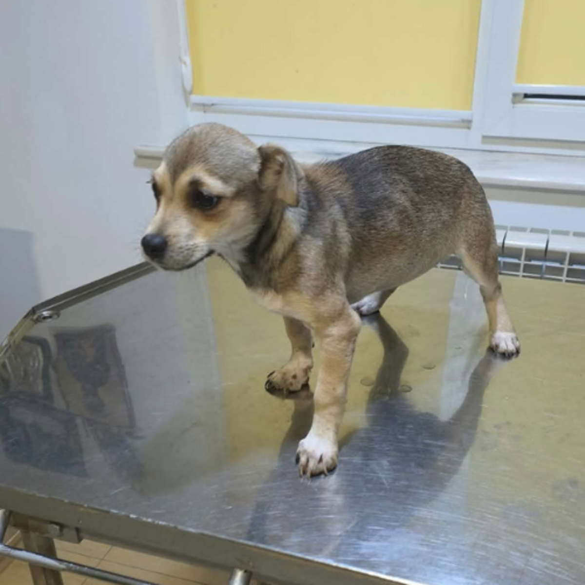 Adoption Mara