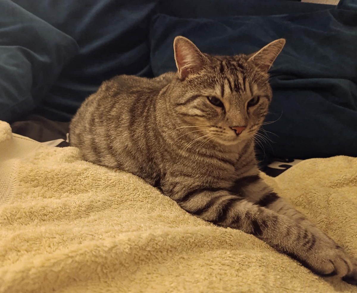 Adoption Ragnar