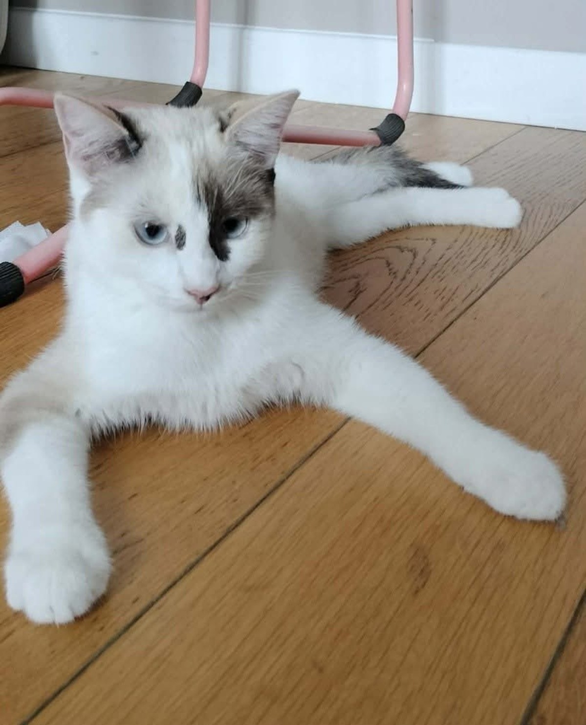 Adoption Cadanse