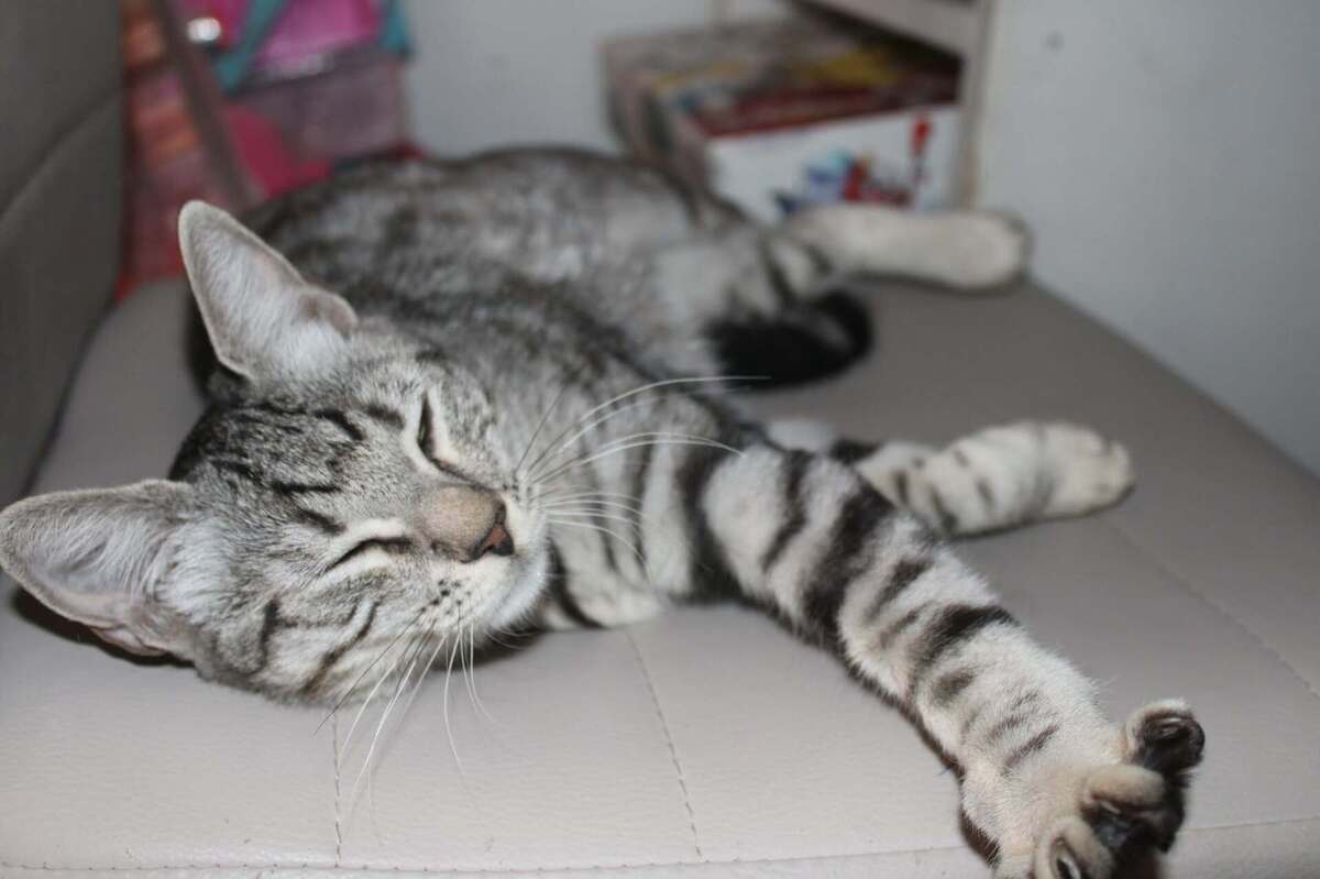 Adoption ETINCELLE