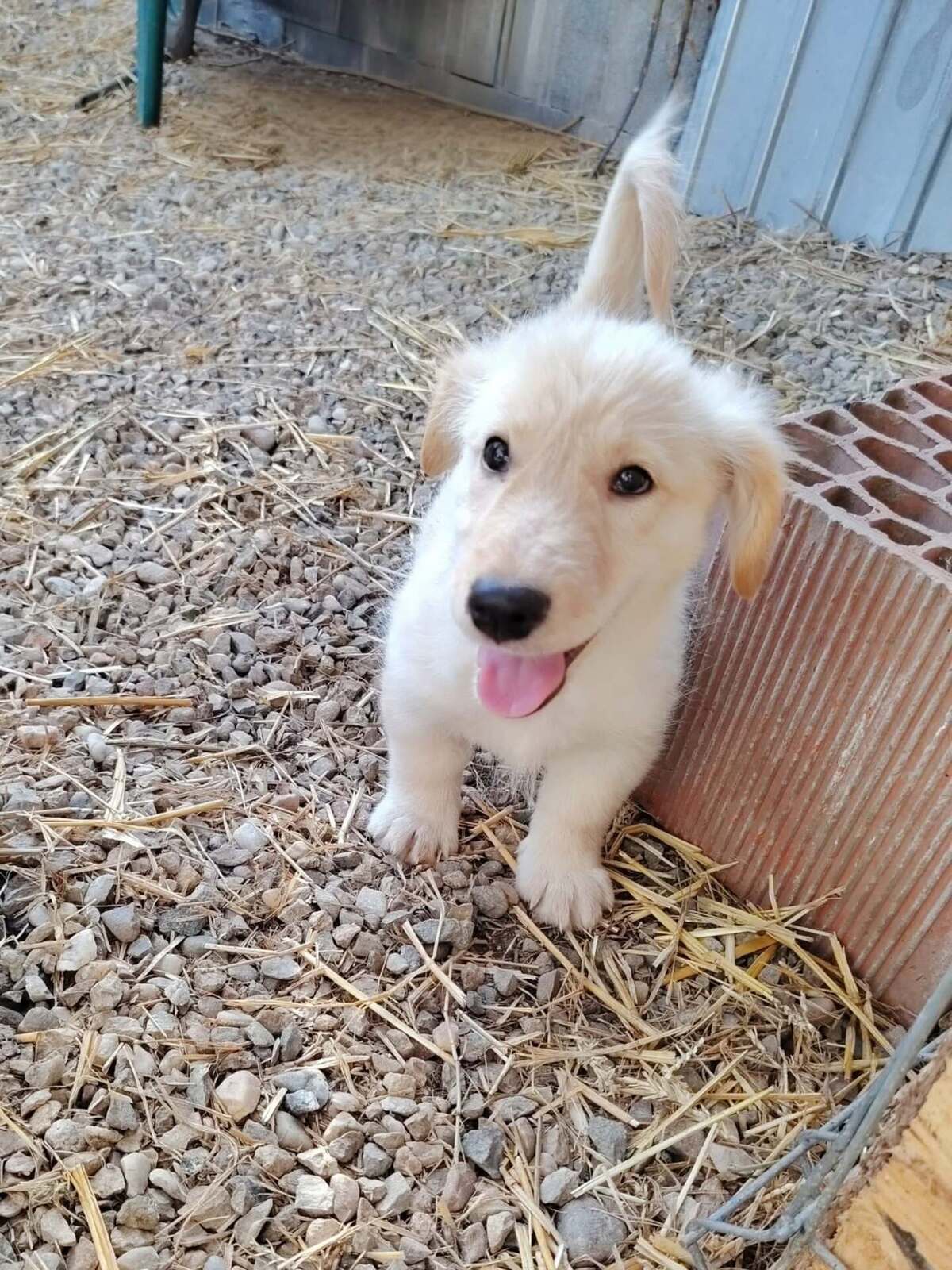 Adoption Sugar
