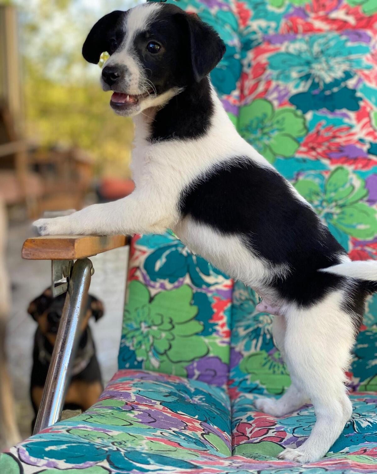 Adoption Lucke