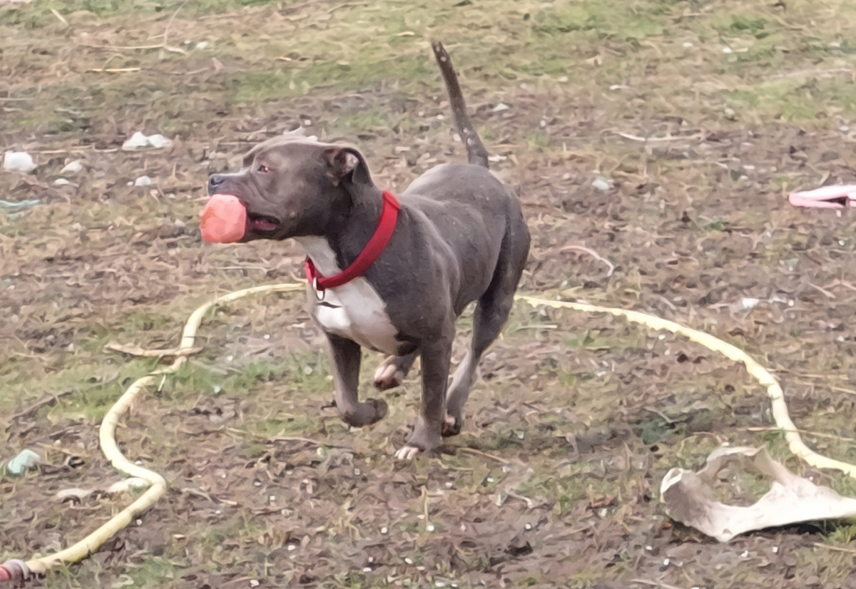 Adoption Ruby