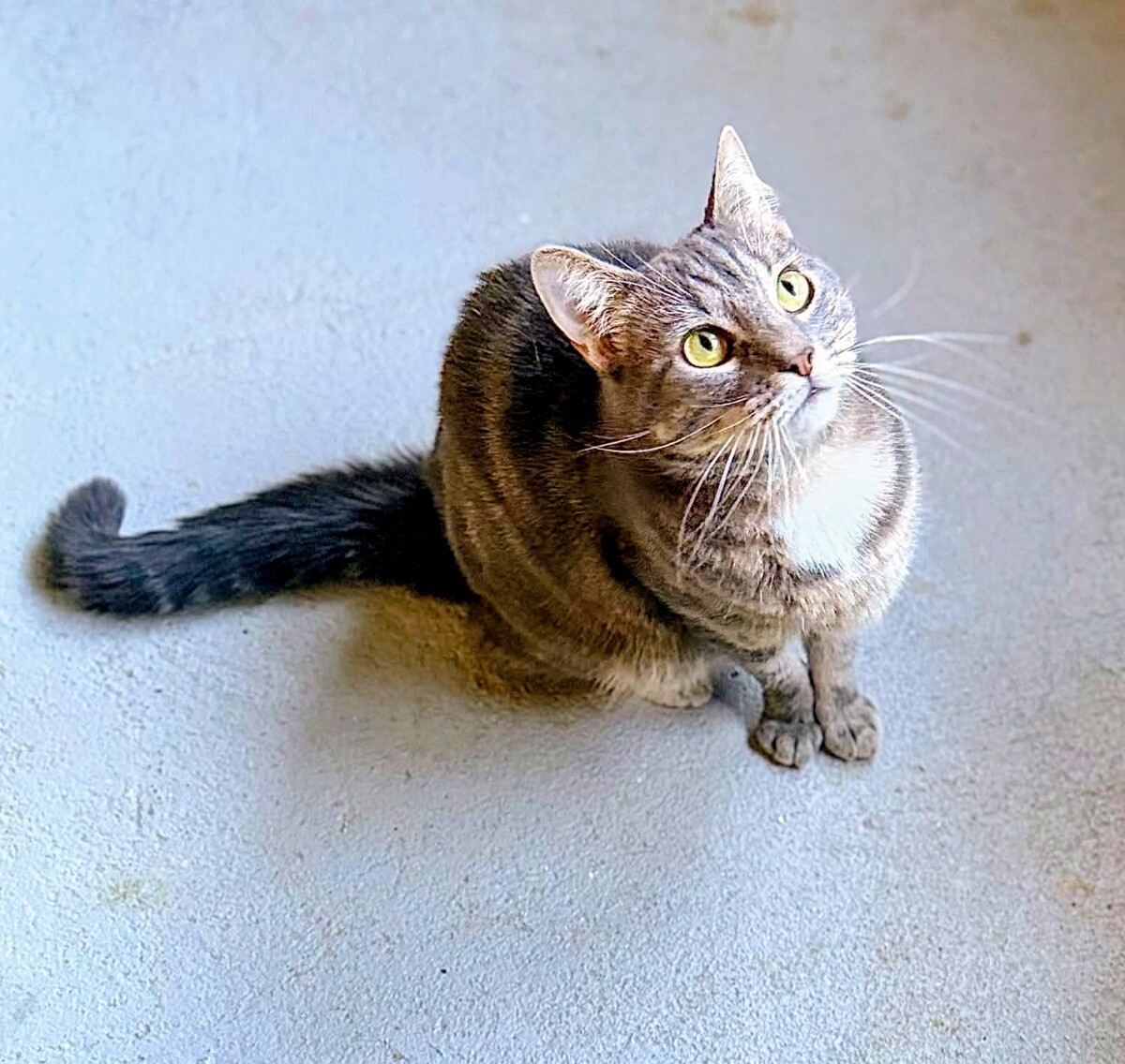 Adoption Aïko