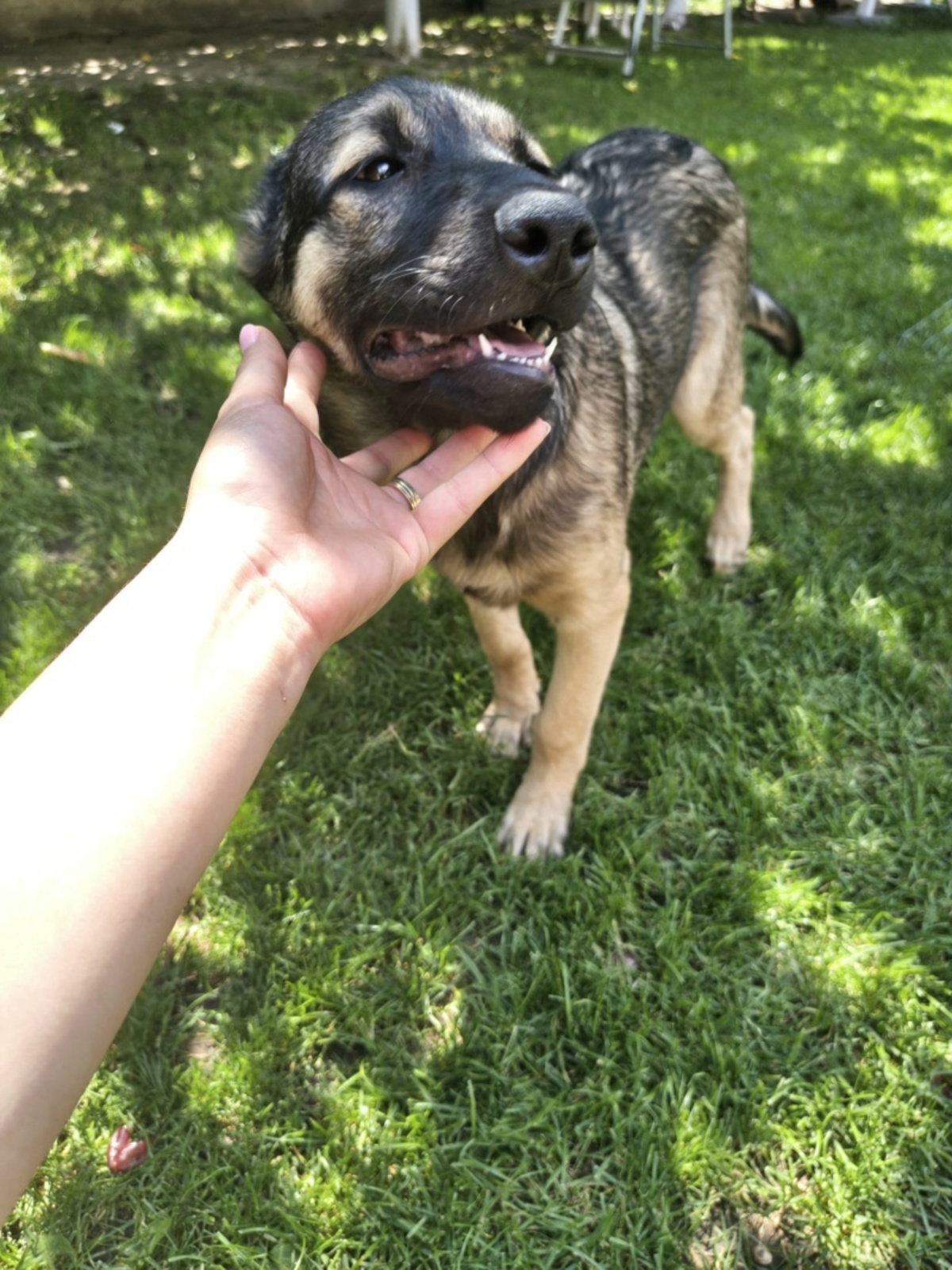 Adoption Arco