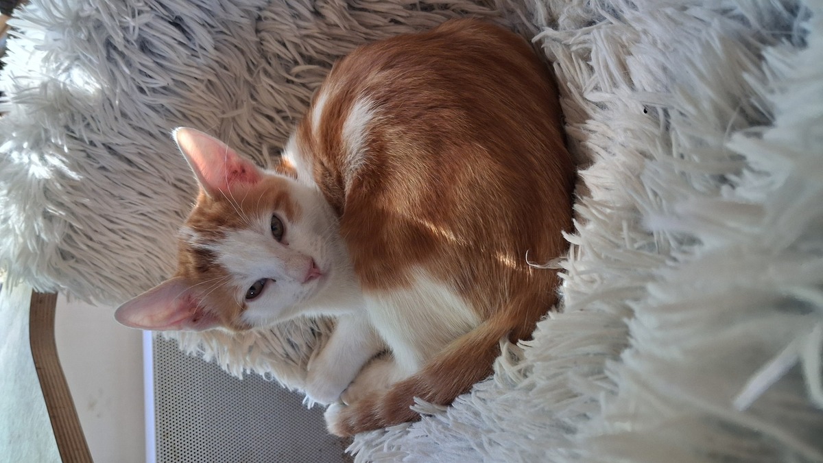 Adoption Gnocchi