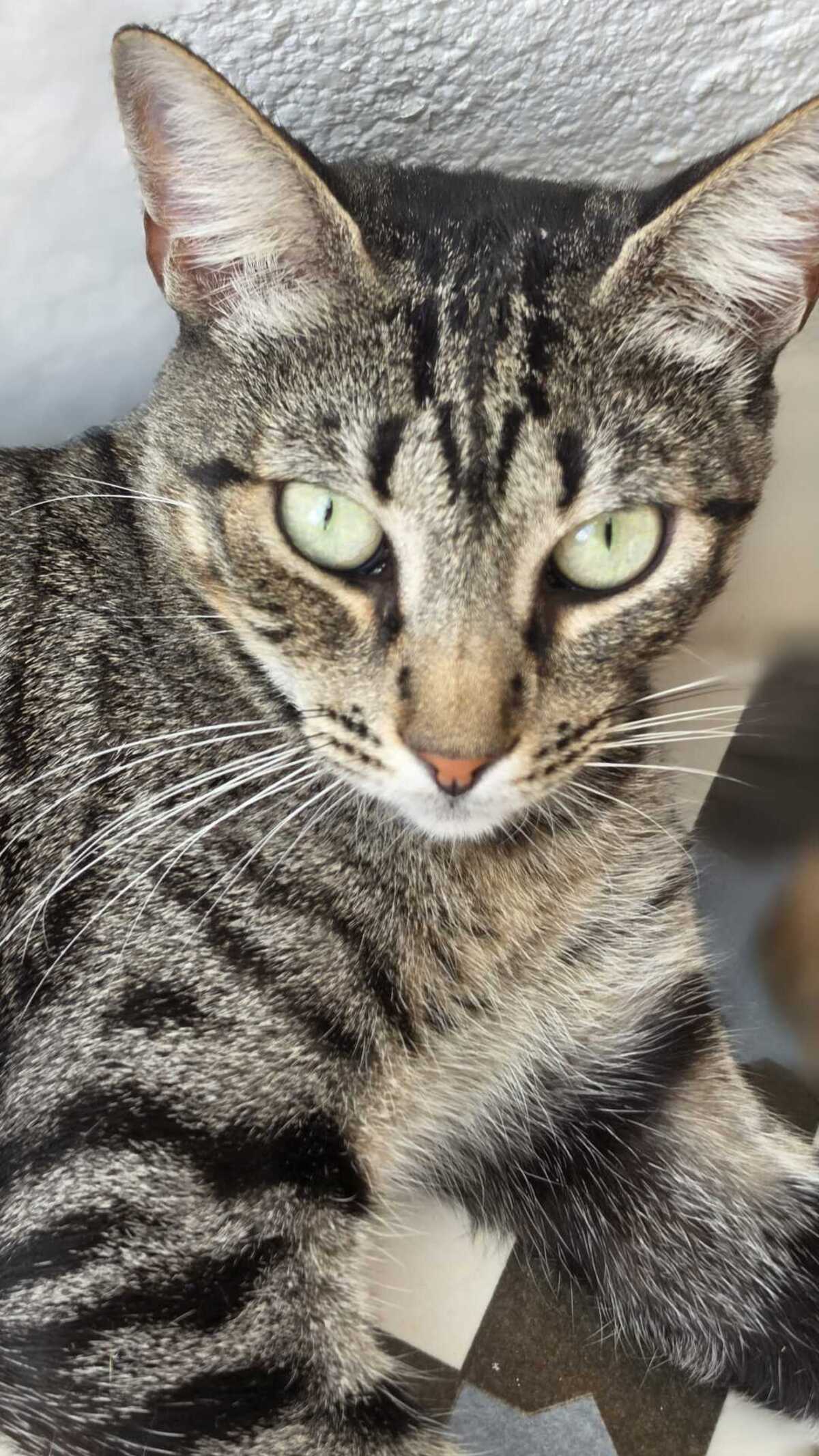 Adoption PEGGY
