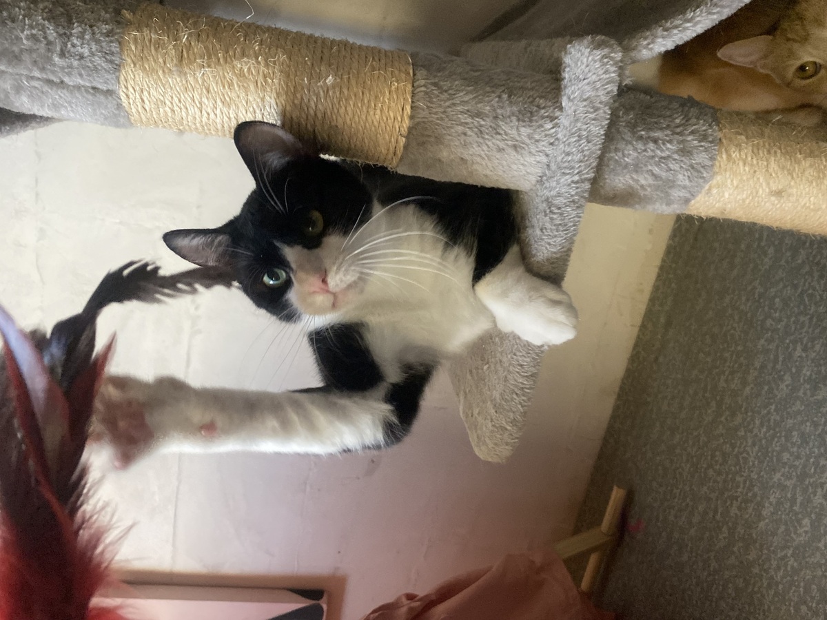 Adoption Maurice