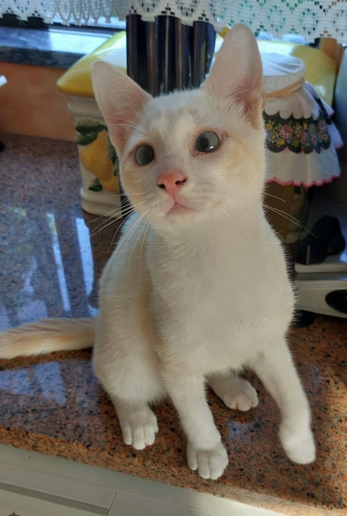 Adoption Fernandito Duo Tinito