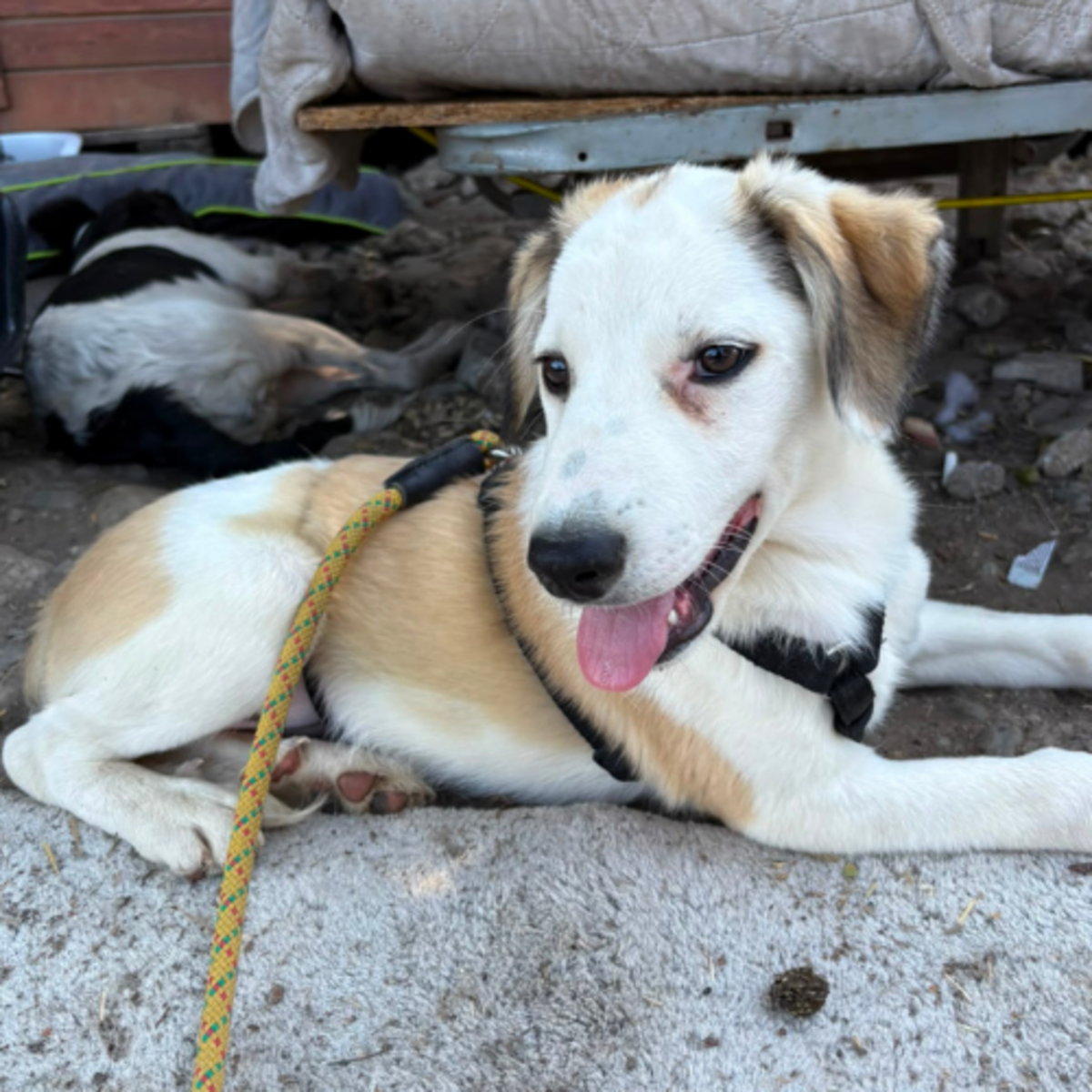 Adoption PIPA
