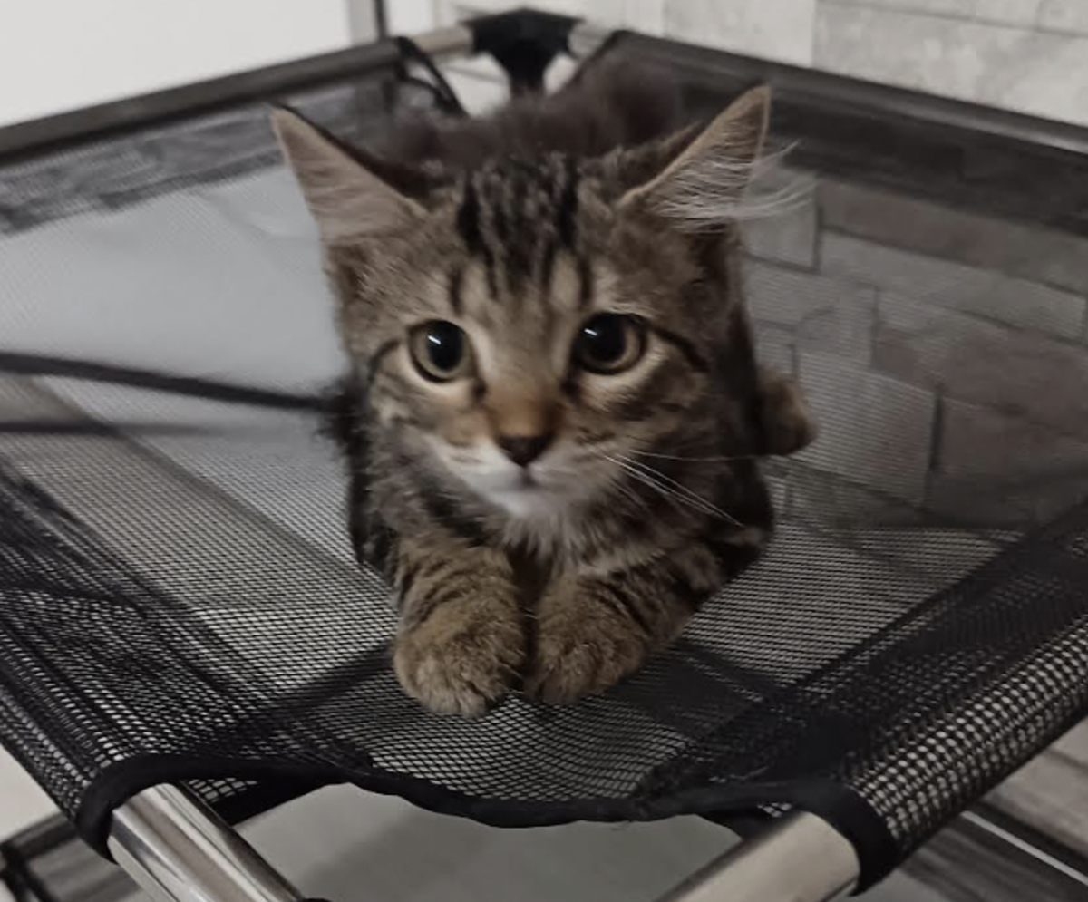 Adoption Mae 