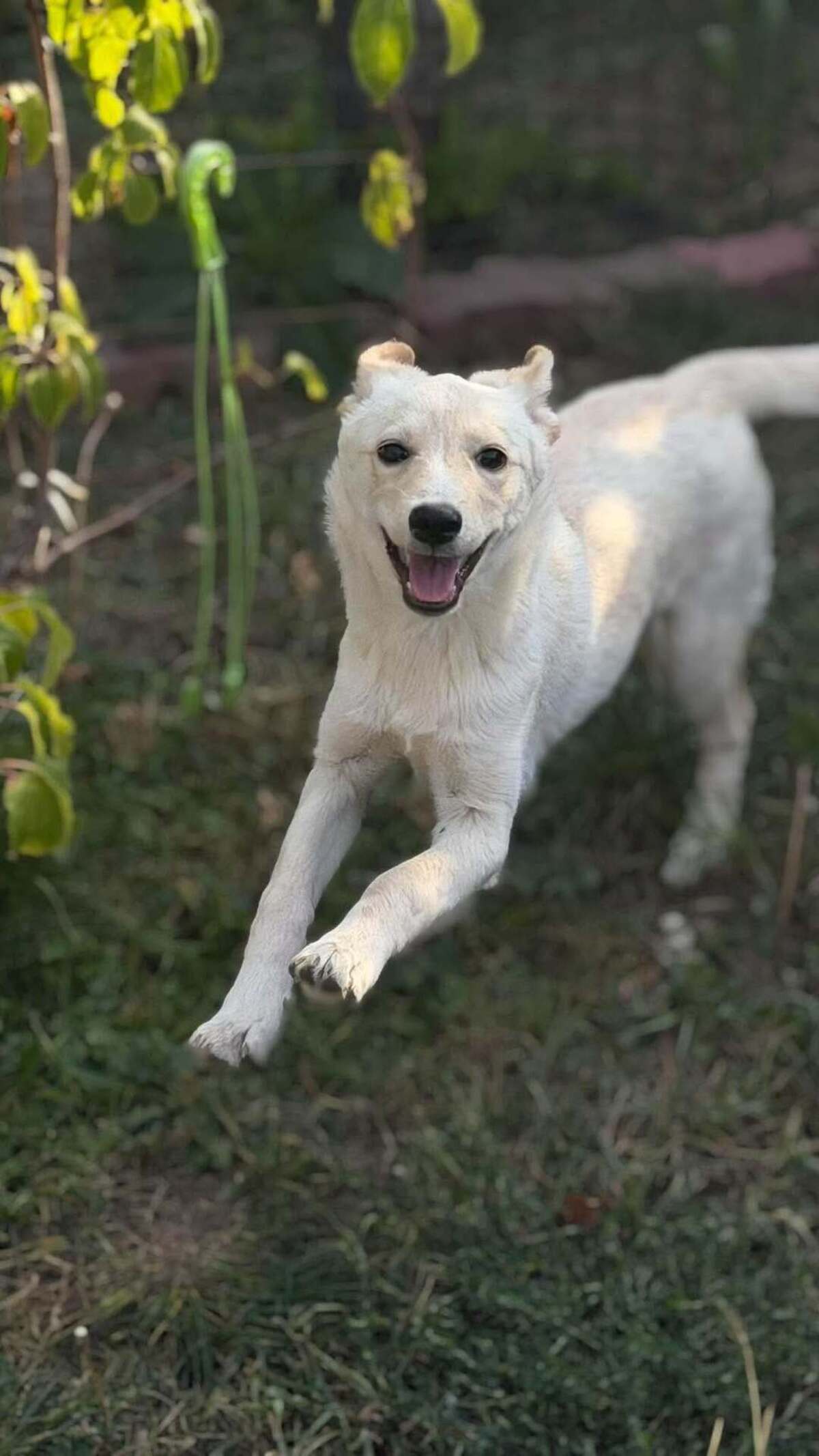 Adoption Isidore