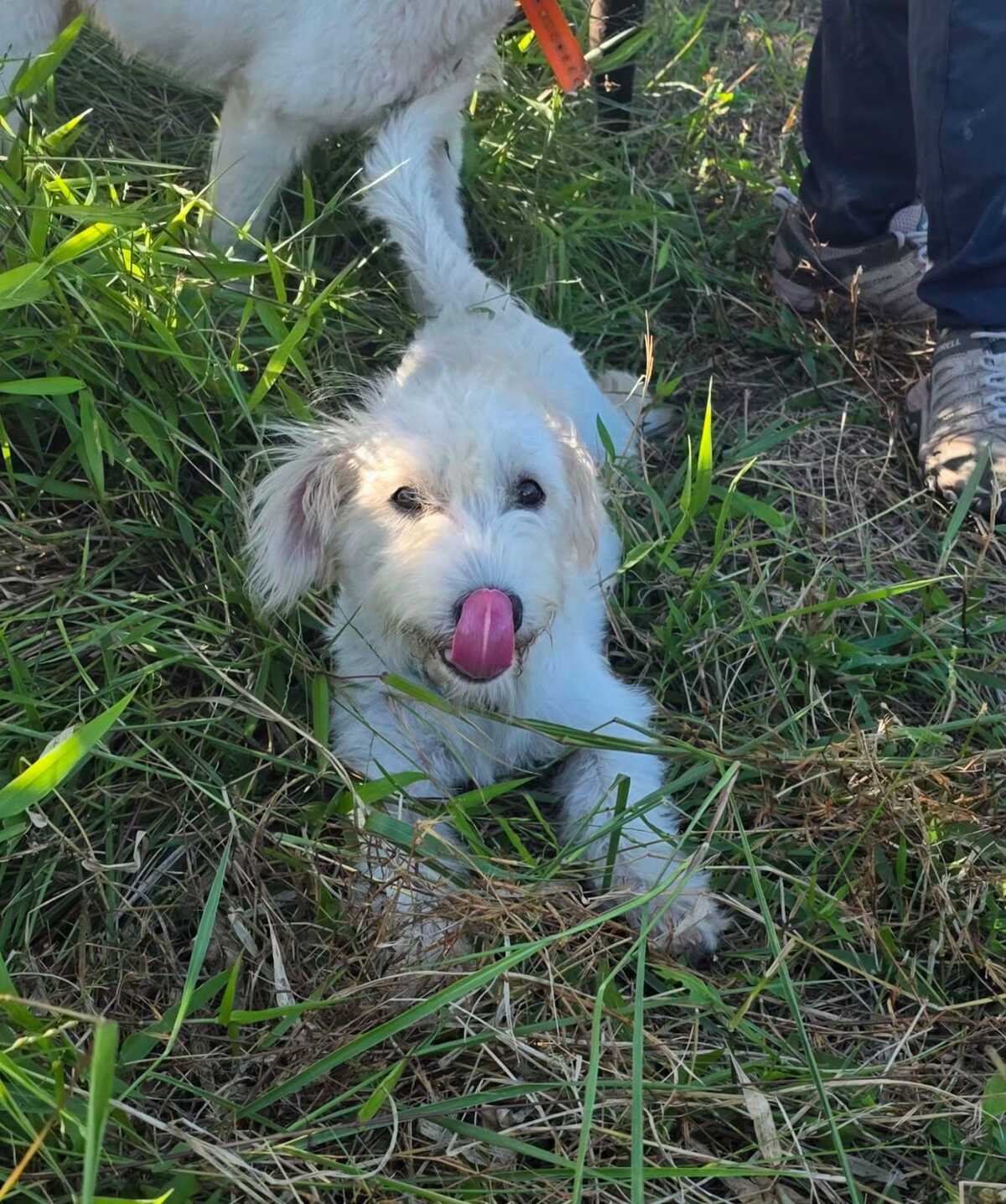 Adoption Nua
