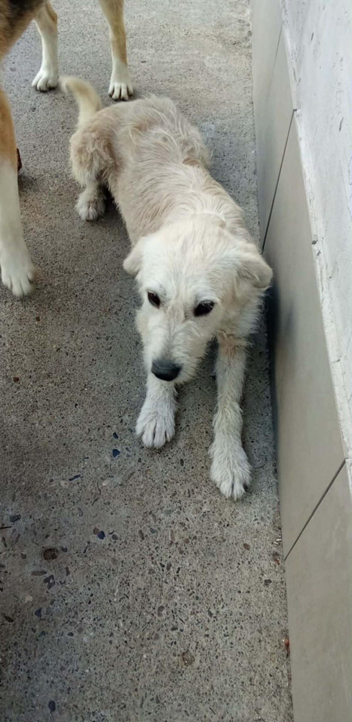 Adoption Amara