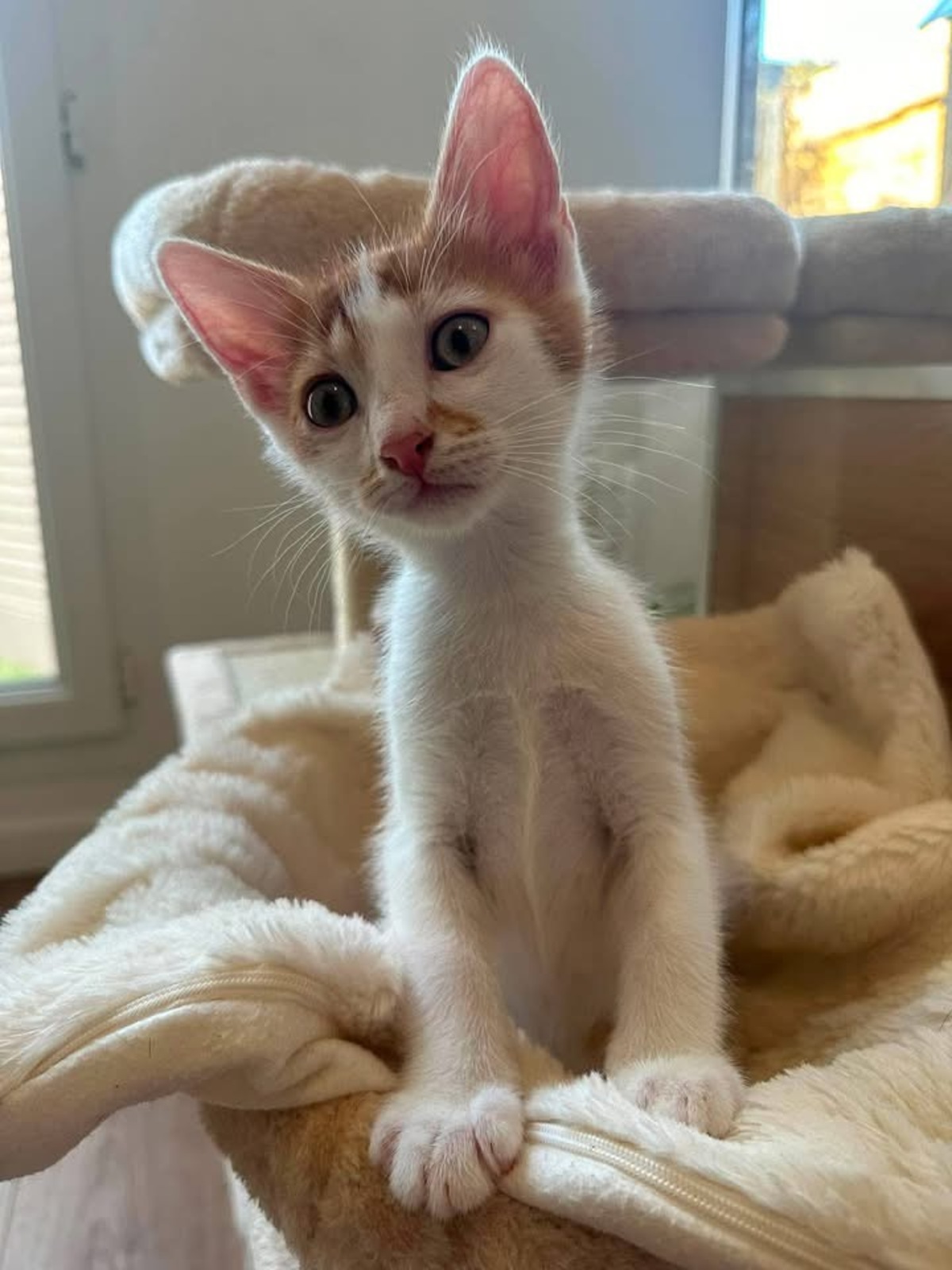 Adoption Koby