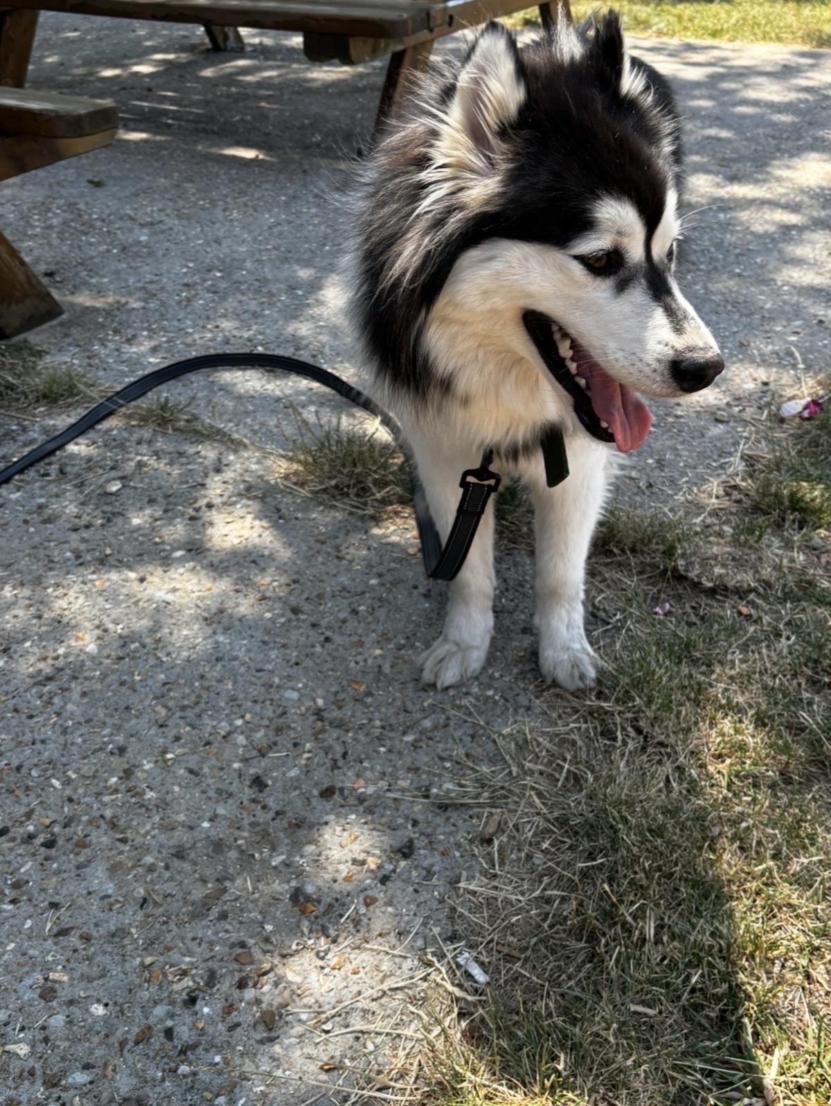 Adoption Tammy 