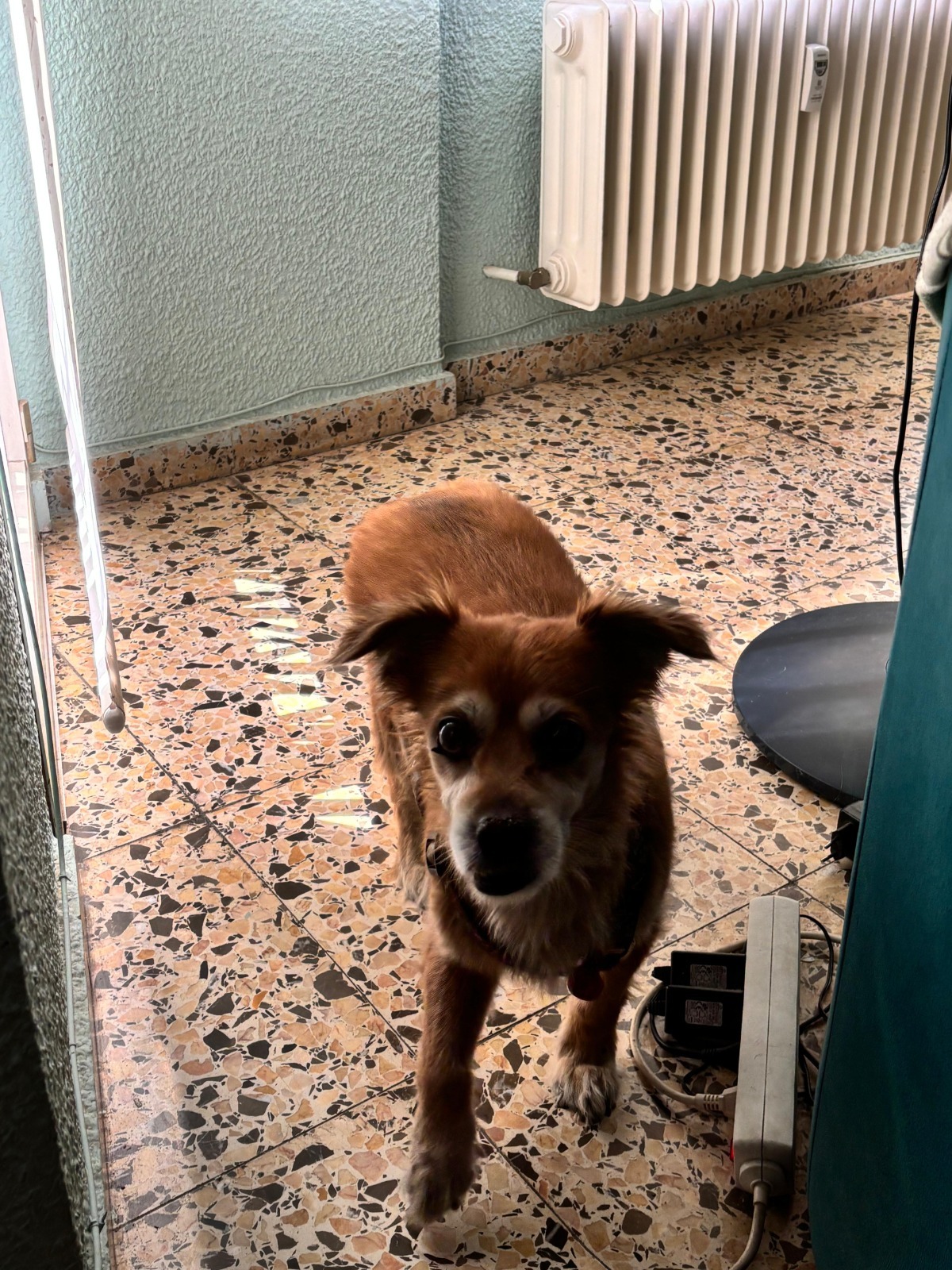 Adoption Linda