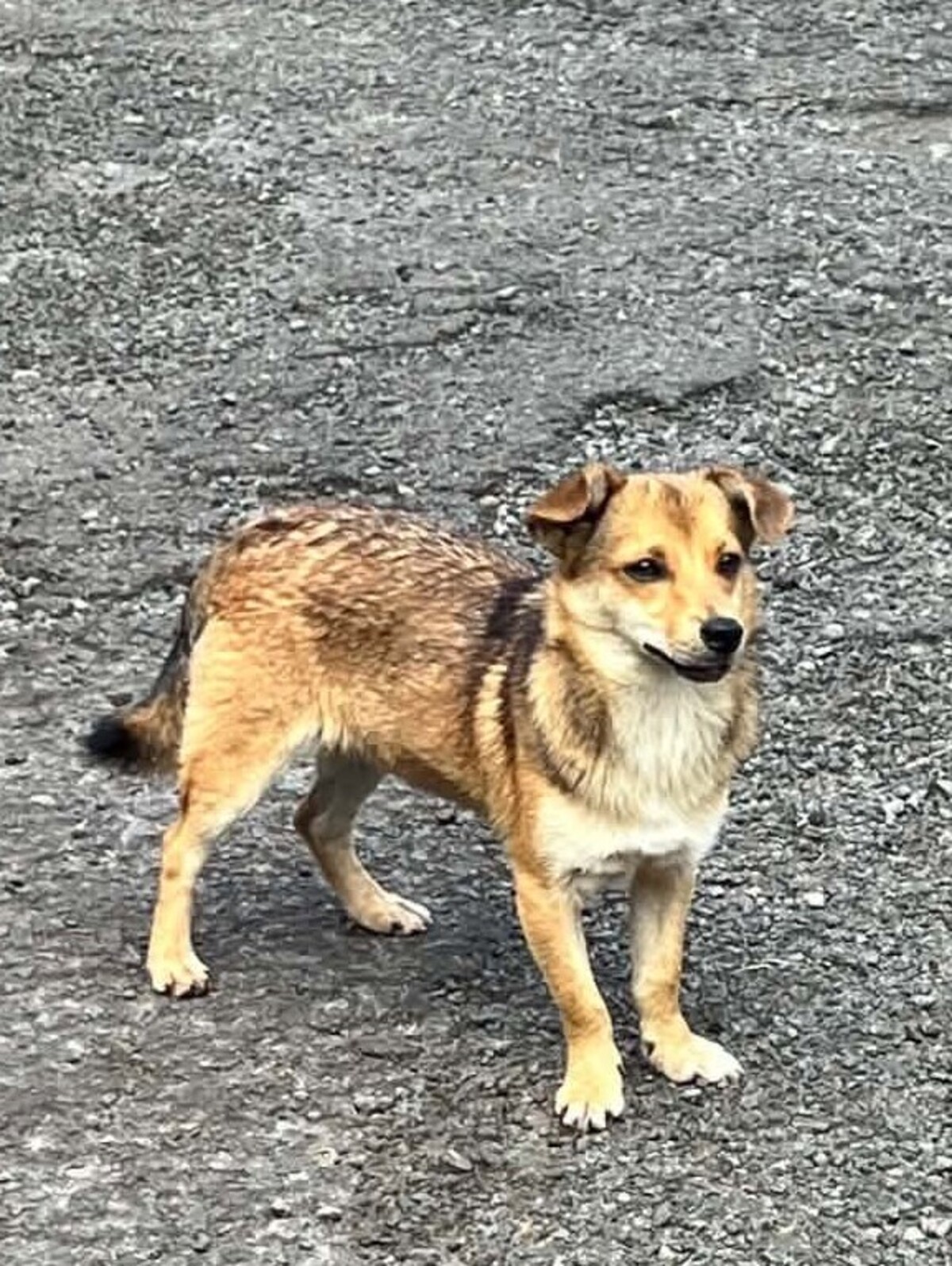 Adoption Letchis